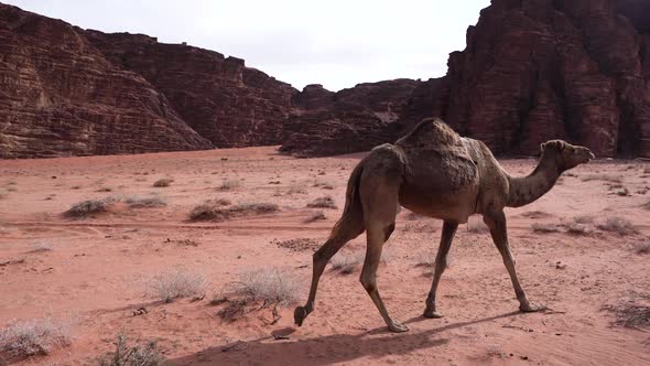 A Proud Brown Hair Camel Walks By The Road In A Desert Of Wadi Rum