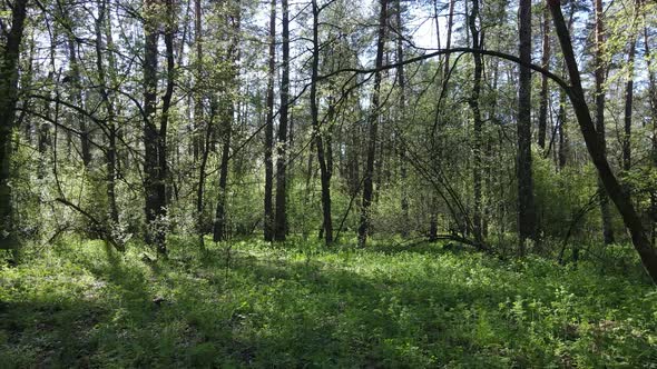 Green Forest During the Day Aerial View