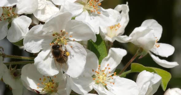 |European Honey Bee, apis mellifera, Bee foraging a Apple Tree Flower, Pollination Act, Normandy