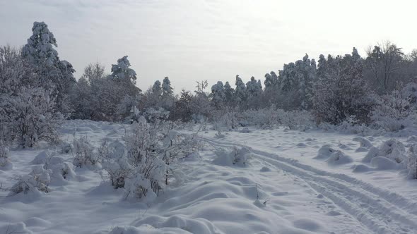 Early morning in the woods after snowing 4K drone video