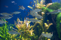 Fishes in aquarium - PhotoDune Item for Sale
