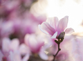 Lotus magnolia flower - PhotoDune Item for Sale