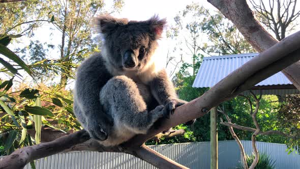 Koala on the Tree Australia