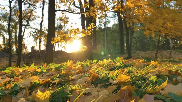 Bright Sunlight Breaks Through Lush Yellowed Trees in Park