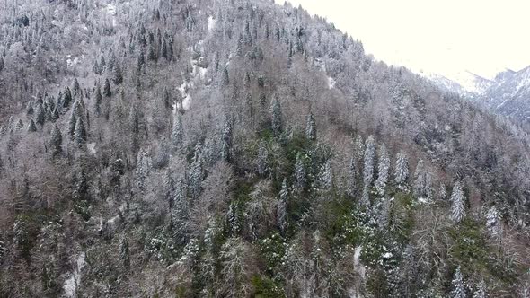 New First Snow of the Winter Season at Forest