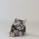 Cat Plays with Ball - VideoHive Item for Sale