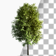 3 Growing Trees In The Wind - VideoHive Item for Sale