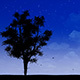 Tree - VideoHive Item for Sale