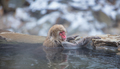 Snow Monkey of Nagano - PhotoDune Item for Sale