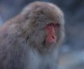 Snow Monkey of Nagano - PhotoDune Item for Sale