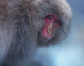 Snow Monkey of Nagano - PhotoDune Item for Sale