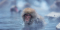 Snow Monkey of Nagano - PhotoDune Item for Sale