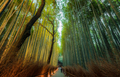 Arashamiya bamboo forest, kyoto - PhotoDune Item for Sale