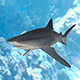 Tiger shark - 3DOcean Item for Sale