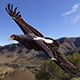Aquilla Verreauxii (Black eagle) - 3DOcean Item for Sale