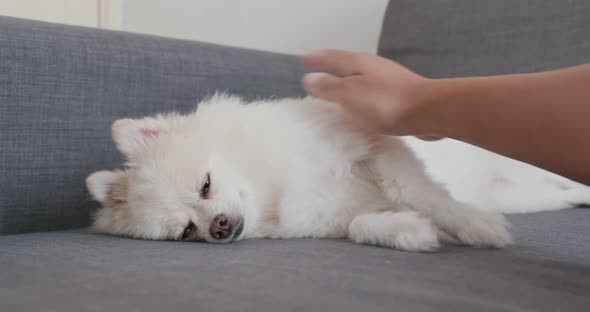 Pomeranian dog sleep on sofa
