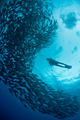 diver with fish shoal - PhotoDune Item for Sale