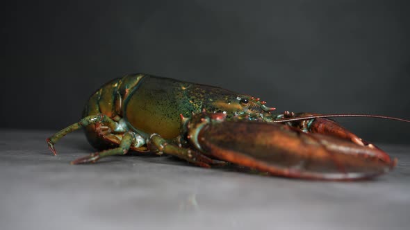 Lobster 58