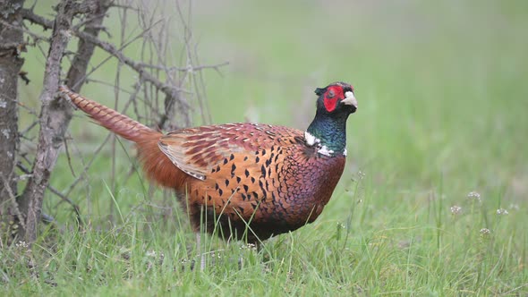 Birds - Common pheasant Phasianus colchicus male