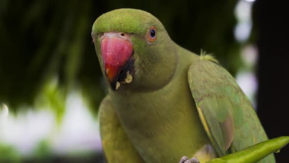 Indian rose ringed parakeet also known as Indian Parrot. Parrot eating red chillies