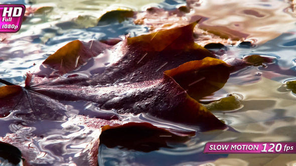 Drops Of Rain And Wet Leaves alt