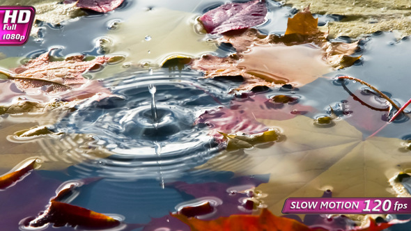 Puddle With Bright Autumn Leaves