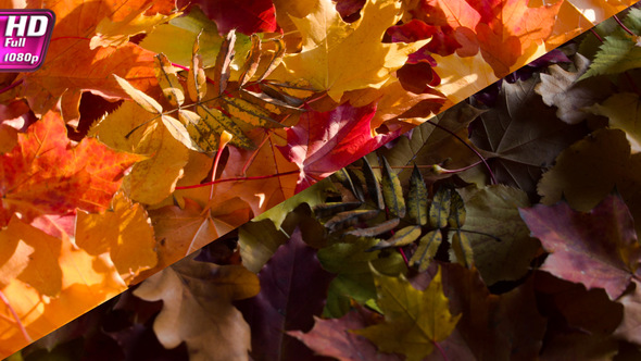 Fade Colors Of Autumn