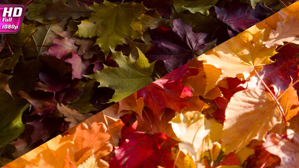 Changing Colors Of Autumn