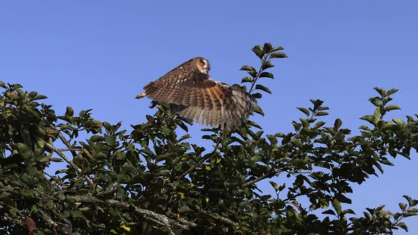 700008 Long eared Owl, asio otus  Taking off from  apple tree, Slow motion