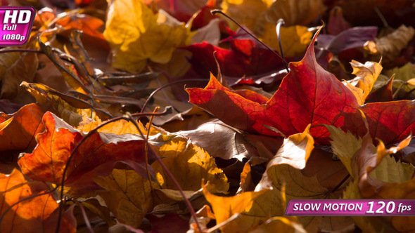 Autumn Leaves In The Sunlight