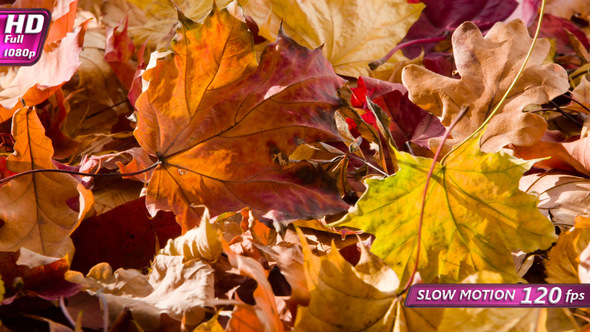 Colors Of Warm Autumn New York alt