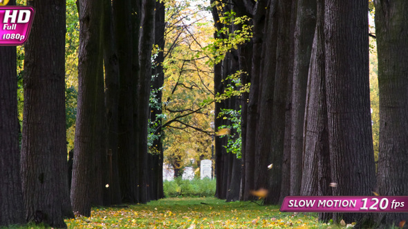 Autumn Alley In The Park alt