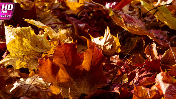 Morning Sun And Dew On Leaves