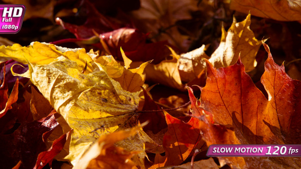 Morning Colors Of Warm Autumn alt