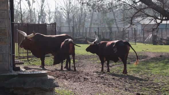 Pair of brown cows with big horns watussi close up.