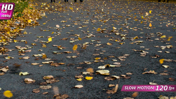 Wind Blows Away The Autumn Leaves