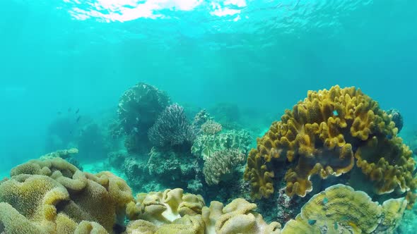 The Underwater World of a Coral Reef