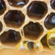 A Drop Honey Flows Down the Honeycomb - VideoHive Item for Sale