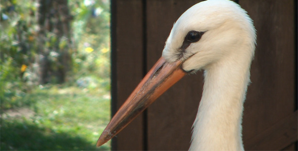 Stork Close-Up