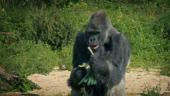 Gorilla Eating Vegetable