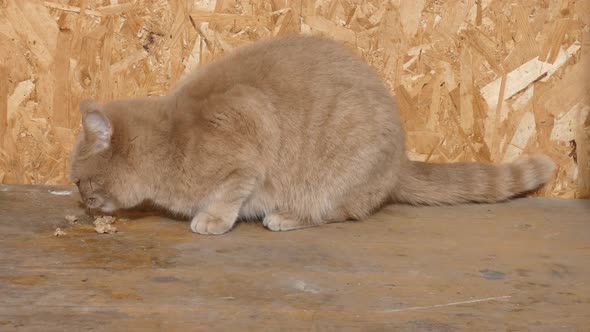 Ginger cat eating some cats food on yellow floor.