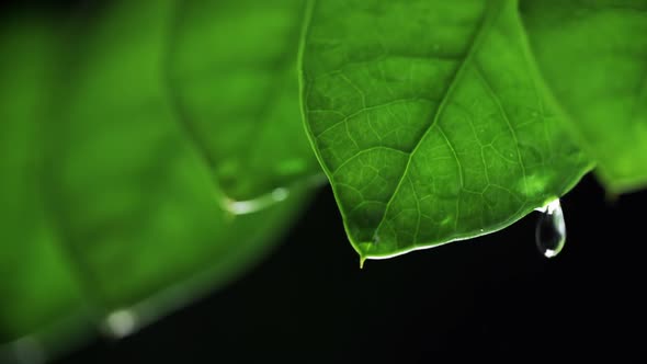 Water Drop On A Plant Leaf 1