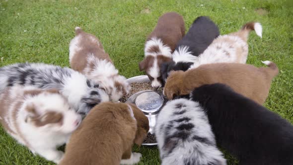 A Group of Cute Little Puppies Eat Dry Dog Food From a Bowl on Grass  Top Closeup