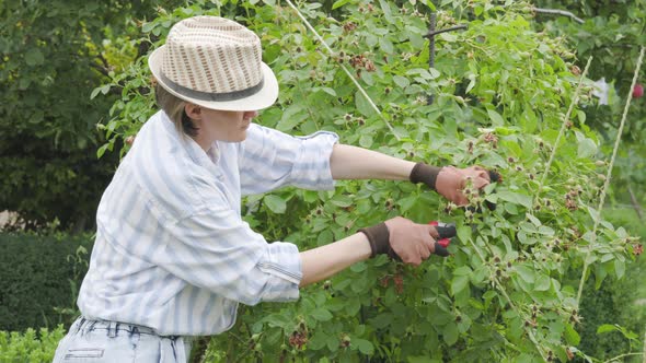 Charming farmer woman using large scissors for trimming roses bushes outdoors.