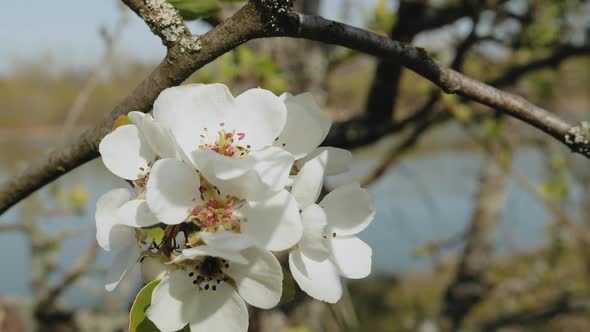 White Apple Flower Buds on a Branch Slow Motion