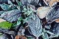 Beautiful fallen leaves covered with frost - PhotoDune Item for Sale