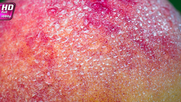 Peach Covered With Dewdrops