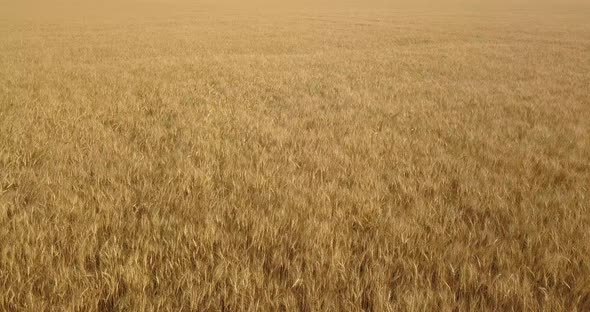 Flying Over A Yellow Field Of Wheat On A Hot Day In Summer