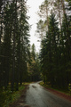 Asphalt road going through dark conifer forest - PhotoDune Item for Sale