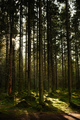 Sunlight streaming through a pine forest - PhotoDune Item for Sale